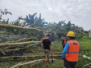Pohon Tumbang