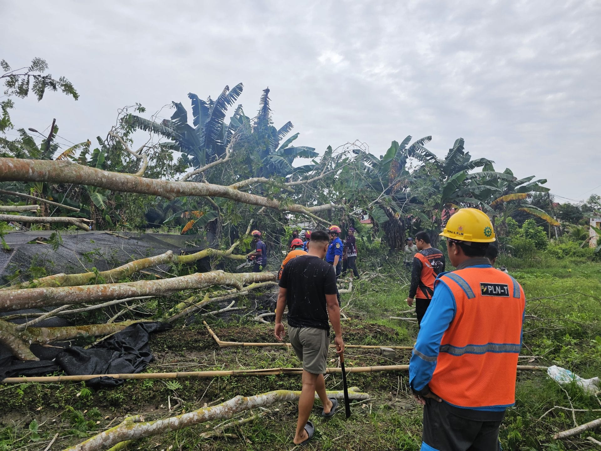 Pohon Tumbang