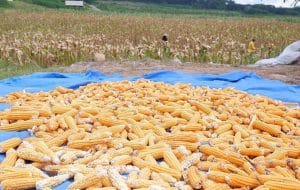 Petani Jagung Desa Embalut, Kukar. Foto Mia/Seantero.id