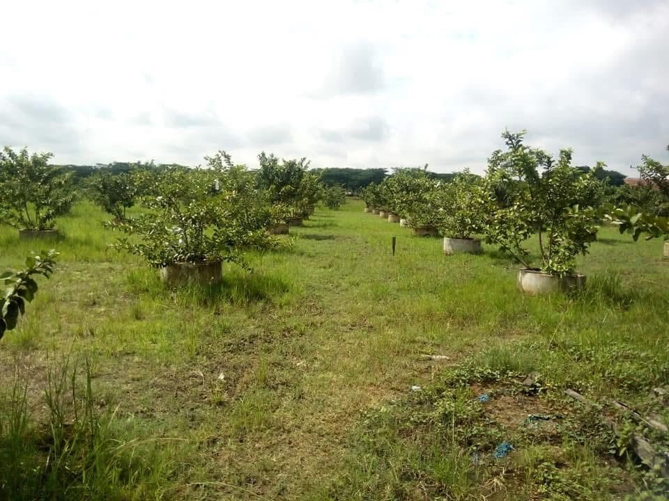 Kebun di Desa Embalut, Kukar. Foto Mia/Seantero.id