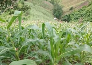 Lahan Jagung di Desa Embalut. Foto Mia/Seantero.id