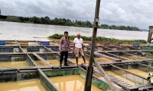 Tambak Ikan Desa Embalut, Kukar. Foto Mia/Seantero.id
