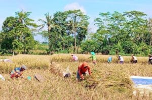 Panen Padi di Desa Segihan, Kukar. Foto Mia/Seantero.id