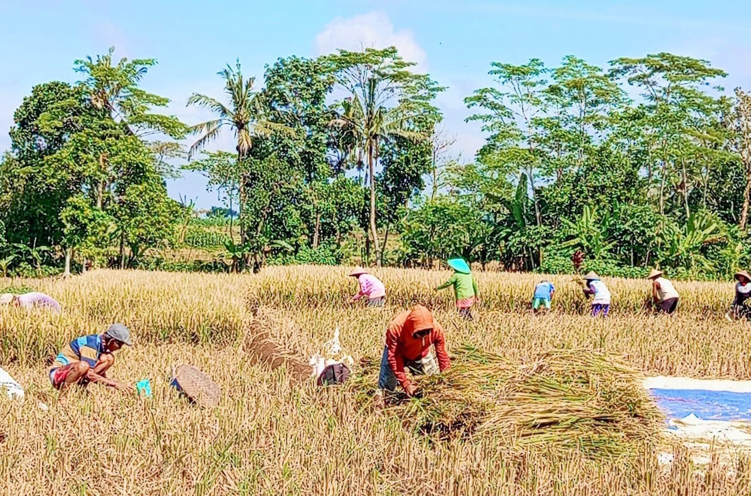 Panen Padi di Desa Segihan, Kukar. Foto Mia/Seantero.id