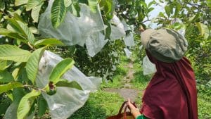 KELOLA POTENSI. Pengelolaan agrowisata berbasis buah didorong secara optimal sebagai destinasi wisata unggulan.