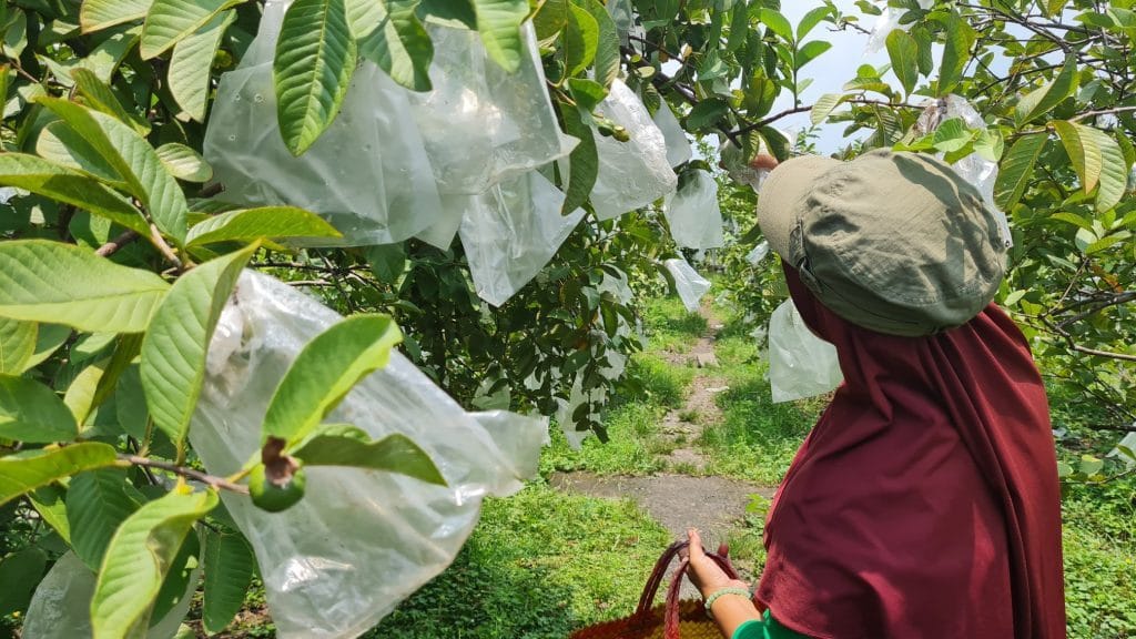 KELOLA POTENSI. Pengelolaan agrowisata berbasis buah didorong secara optimal sebagai destinasi wisata unggulan.
