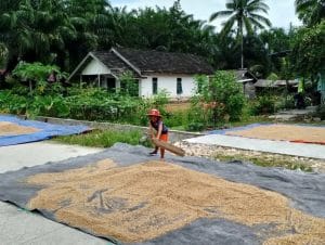SENTRA BENIH. Pemkab PPU menyiapkan Kecamatan Waru untuk mengurangi ketergantuangan terhadap pasokan benih padi dari luar daerah.