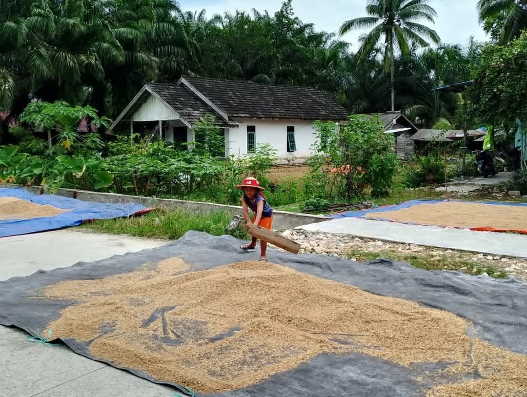 SENTRA BENIH. Pemkab PPU menyiapkan Kecamatan Waru untuk mengurangi ketergantuangan terhadap pasokan benih padi dari luar daerah.