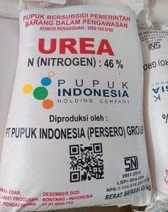 PADI BERKUALITAS. Pendistribusian pupuk subsidi untuk tiga kelompo tani di PPU segera dilakukan.