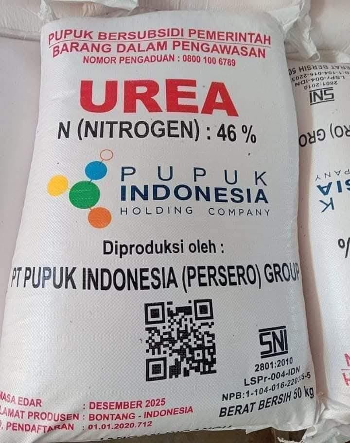 PADI BERKUALITAS. Pendistribusian pupuk subsidi untuk tiga kelompo tani di PPU segera dilakukan.