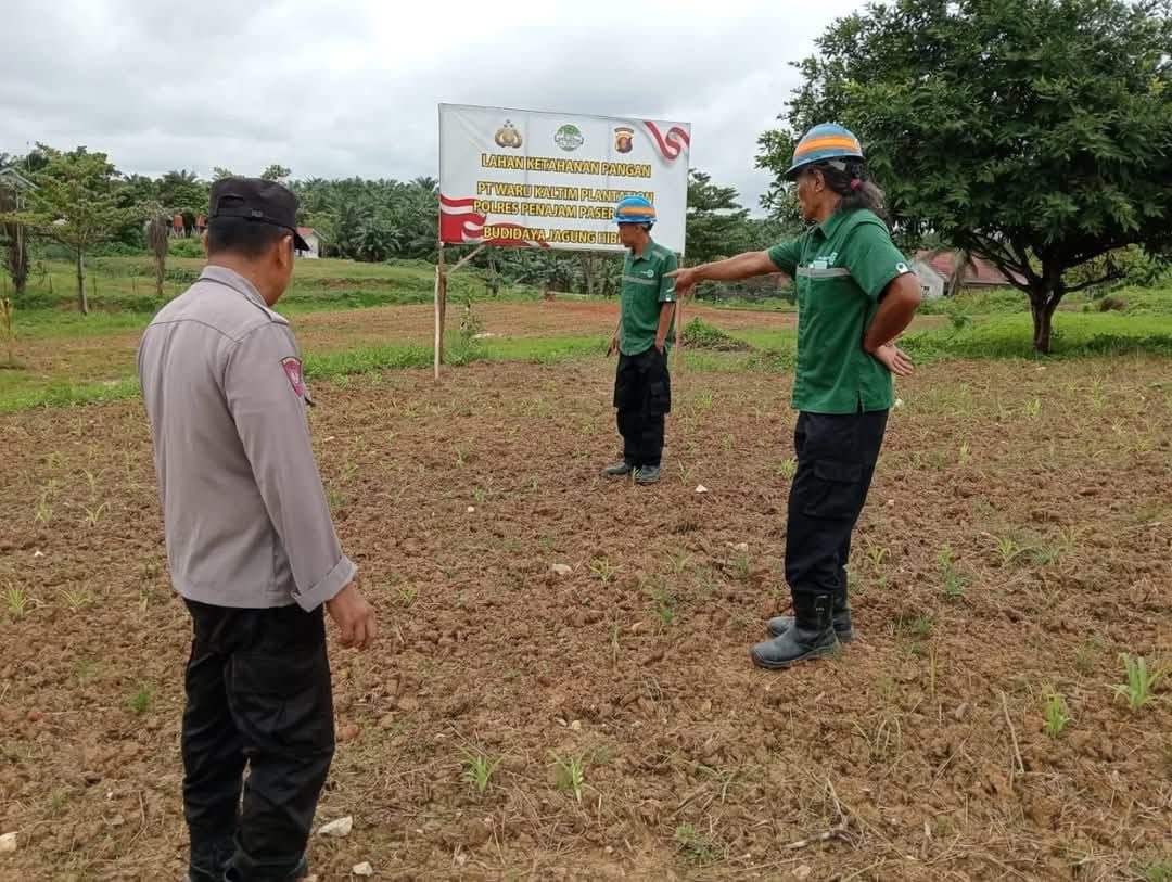 DUKUNG KETAHANAN PANGAN. Personel Polres PPU meninjau lahan tanam jagung, yang akan digarap bersama sejumlah perusahaan perkebunan.