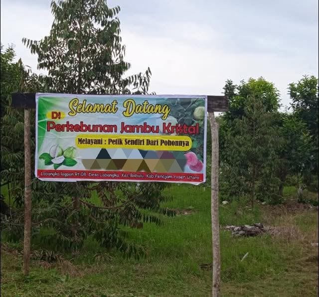 CIPTAKAN PELUANG. Salah satu area wisata petik buah yang ada di Desa Labangka, Kecamatan Babulu merupakan pengembangan usaha sektor pertanian.
