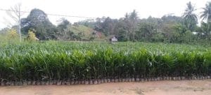 HIRILISASI SAWIT. Pembangunan pabrik minyak makan merah yang direncanakan Disperindag Kukar, diharapkan meningkatkan nilai tambah kelapa sawit lokal.