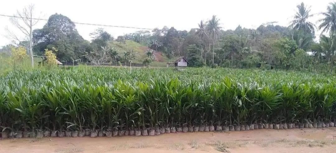 HIRILISASI SAWIT. Pembangunan pabrik minyak makan merah yang direncanakan Disperindag Kukar, diharapkan meningkatkan nilai tambah kelapa sawit lokal.