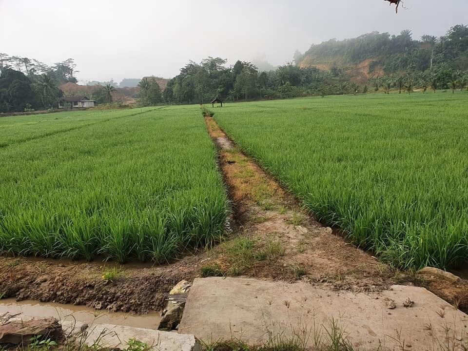 Pertanian di Kutai Kartanegara.