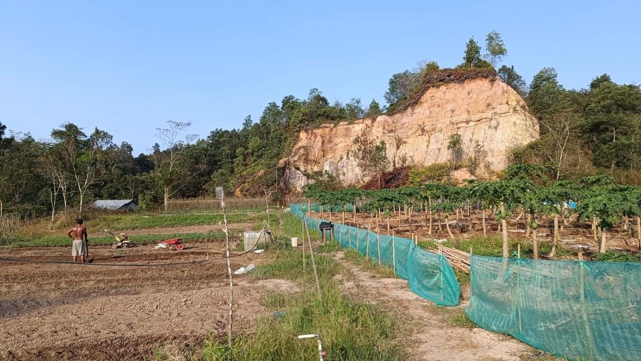 Perkebunan di Kecamatan Sebulu, Kukar.