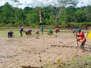 Pertanian di Desa Suka Maju, Kukar