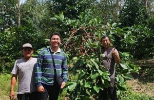 Kebun Kampung Kopi Luwak di Desa Perangat, Kukar.