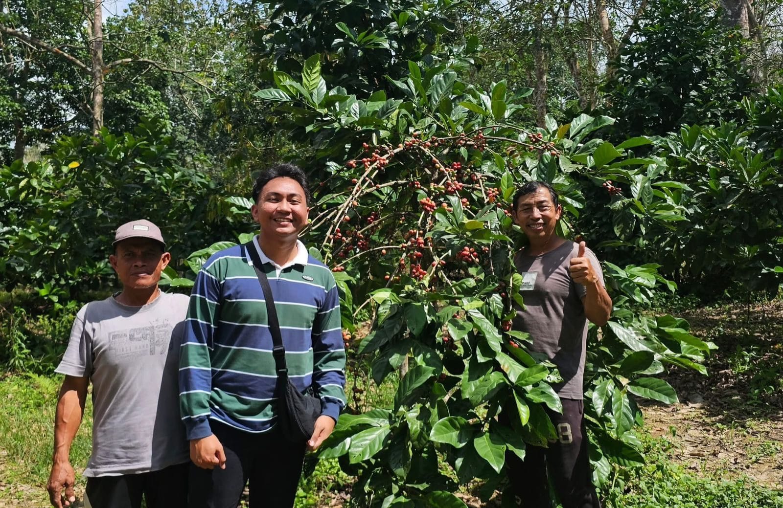 Kebun Kampung Kopi Luwak di Desa Perangat, Kukar.