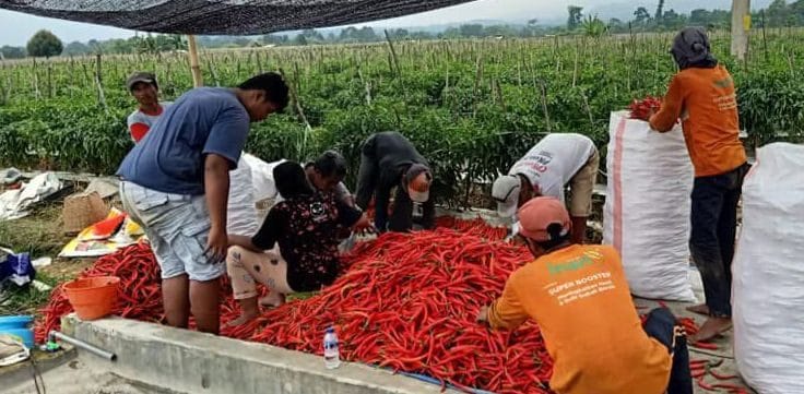 Panen Cabai di Pekarangan Loa Janan.
