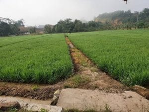 Kepala Dinas Ketahanan Pangan (Disketapang) Kukar, Sutikno.