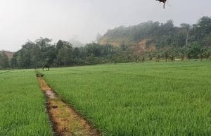 Pertanian di Kabupaten Kukar.