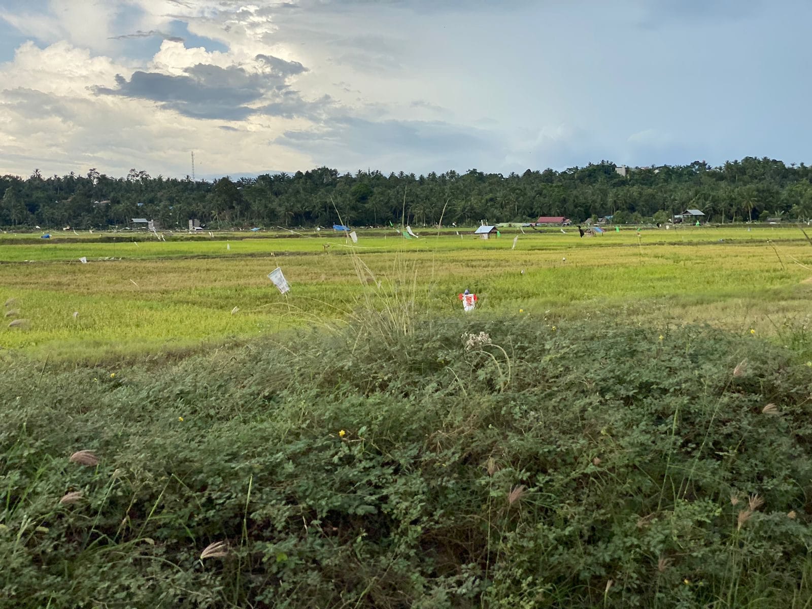 Lahan Pertanian di Kabupaten Kukar.