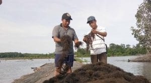 Rumput Laut di Kecamatan Muara Badak, Kukar.