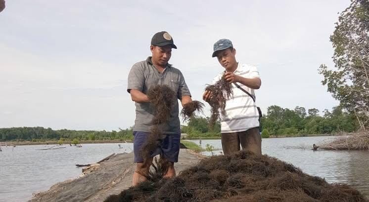 Rumput Laut di Kecamatan Muara Badak, Kukar.