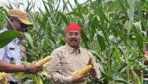 Bupati Kukar, Edi Damansyah Panen Jagung dan Ikan di Maluhu