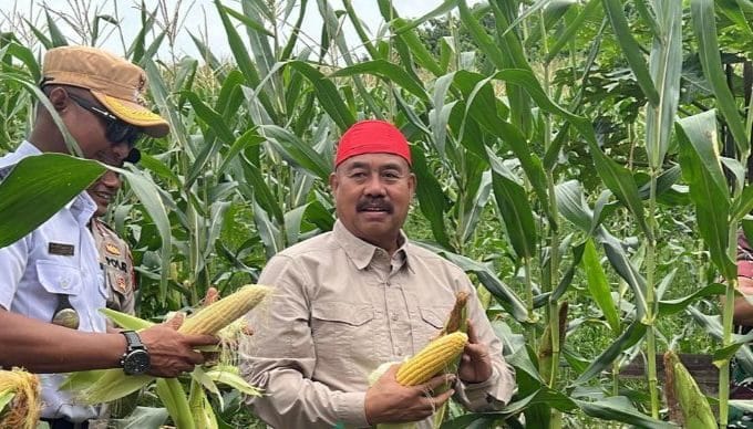 Bupati Kukar, Edi Damansyah Panen Jagung dan Ikan di Maluhu