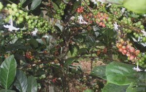 Desa Prangat Baru, Kecamatan Marang Kayu, kopi luwak.
