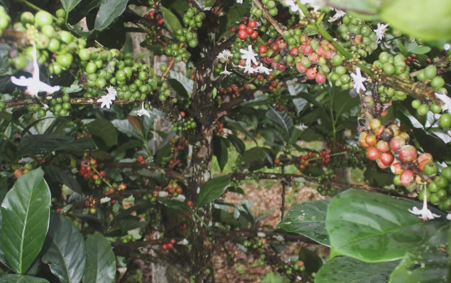 Desa Prangat Baru, Kecamatan Marang Kayu, kopi luwak.